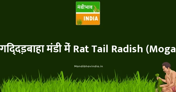 Rat Tail Radish (Mogari) भाव